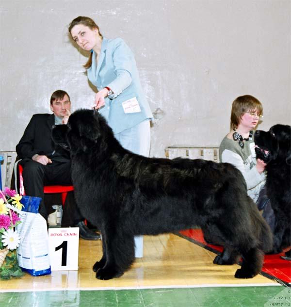 Фото: ньюфаундленд Volat Vialiki Miadzvedz (Волат Вялiкi Мядзведзь)