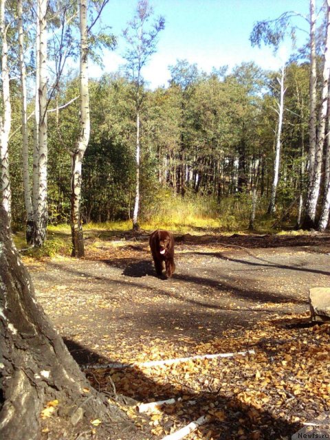 Фото: ньюфаундленд CHernyiy SHarm Abrikosovaya Karamel' (Черный Шарм Абрикосовая Карамель)