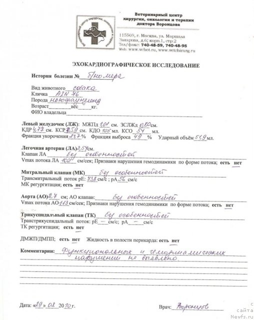 Фото: ньюфаундленд Sent Djons Romance of Love (Сент Джонс Романсе оф Лав)