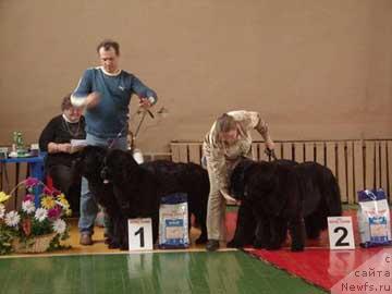 Фото: ньюфаундленд Plushevaya Panda Alex Show (Плюшевая Панда Алекс Шоу), ньюфаундленд Plushevaya Panda Anabella Beautiful (Плюшевая Панда Анабелла Бьютифул)