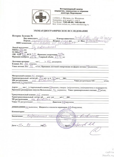 Фото: ньюфаундленд Deshabillez Moi de L'Iliade et L'Odyssee