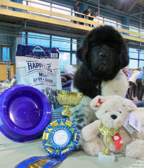 Фото: ньюфаундленд Akvian Song Zes Trib'yut tu Feshen (Аквиан Сонг Зес Трибьют ту Фешен)