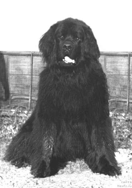 Фото: ньюфаундленд Mikki Askri (Микки Аскри)