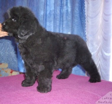 Фотография № 49308