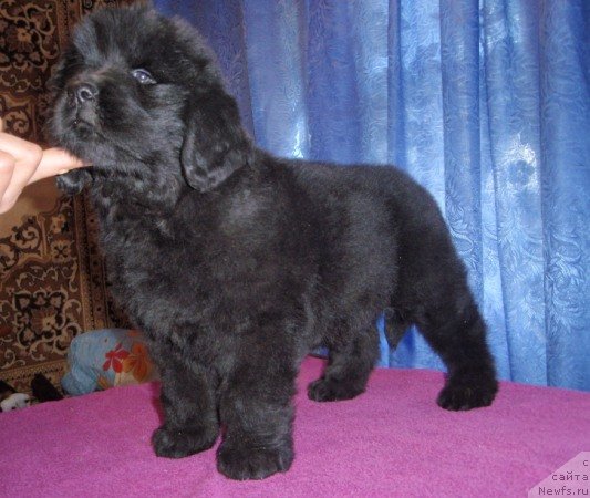 Фотография № 49309