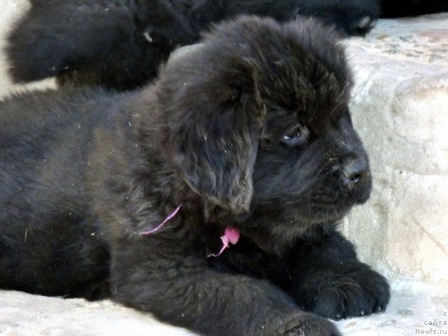 Фото: ньюфаундленд Belli Byord (Белли Бёрд)