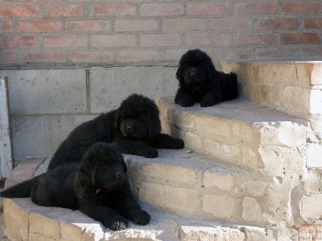 Фото: ньюфаундленд Belli Byord (Белли Бёрд), ньюфаундленд Beher YUlius Gold (Бехер Юлиус Голд), ньюфаундленд Bekki Blum (Бекки Блум)