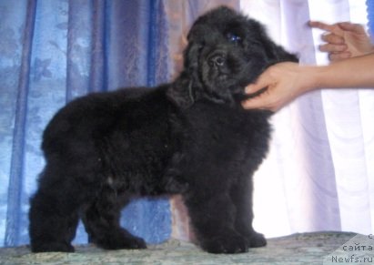 Фото: питомник, Irina Panyushkina (Ирина Панюшкина)