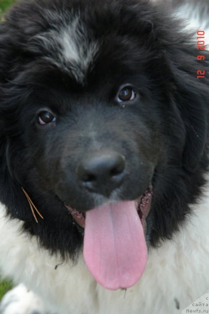 Фото: ньюфаундленд Akvian Song Zero Graviti (Аквиан Сонг Зеро Гравити)