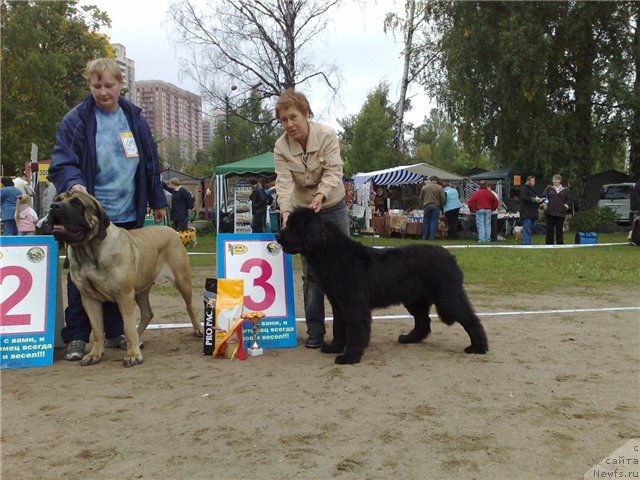 Фото: ньюфаундленд Fairweather's Rare and Precious, Tat'yana YAkovleva (Татьяна Яковлева)