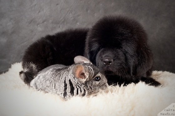 Фотография № 49331