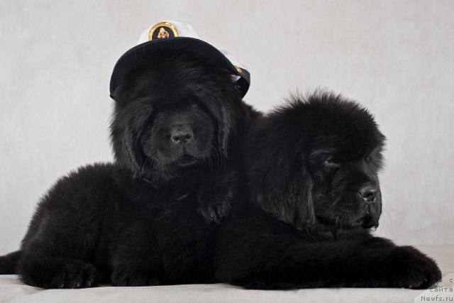 Фото: Щенки питомника Санни Роад