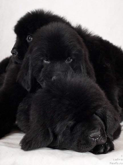 Фотография № 49334