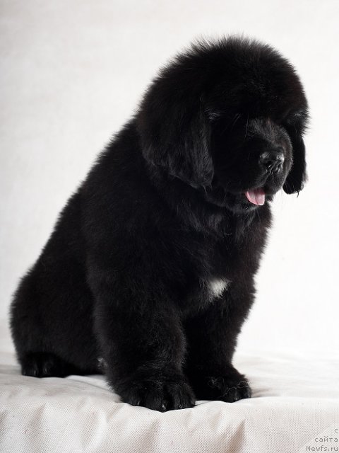 Фотография № 49336