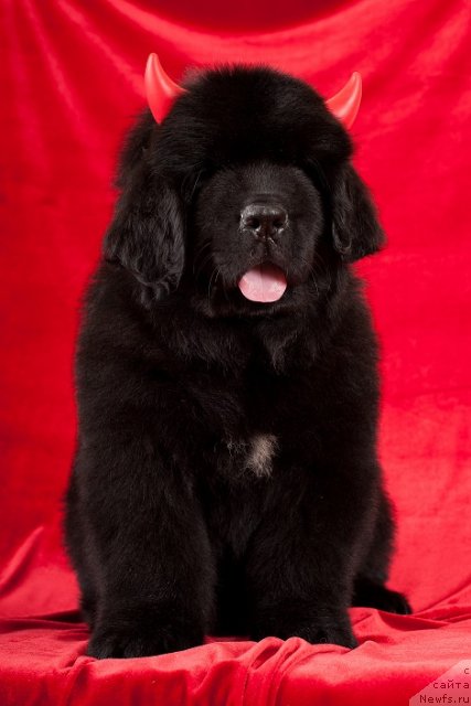 Фотография № 49337