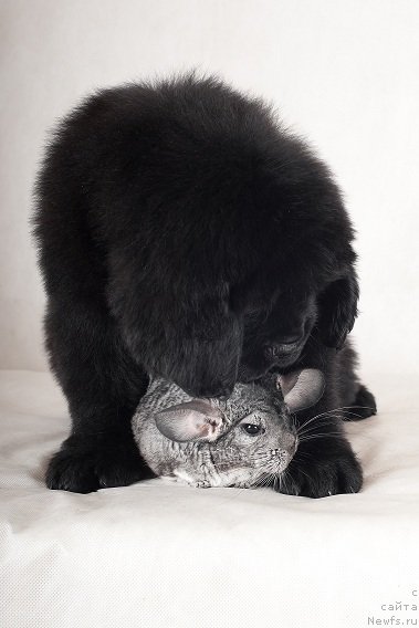 Фотография № 49341