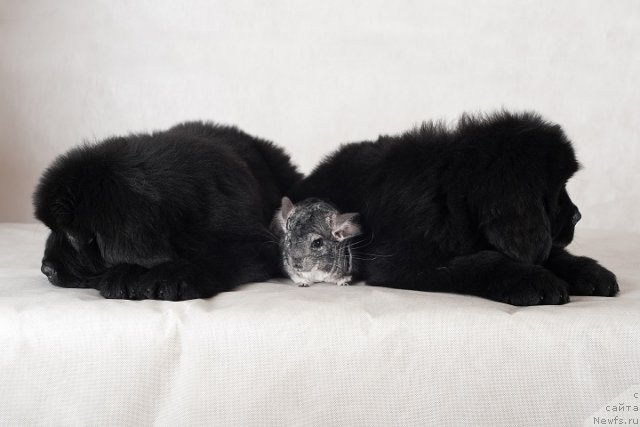 Фотография № 49342