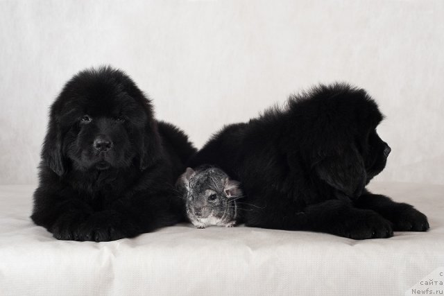 Фотография № 49343