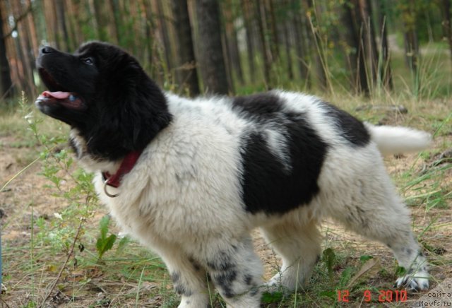 Фото: ньюфаундленд Akvian Song Zero Graviti (Аквиан Сонг Зеро Гравити)