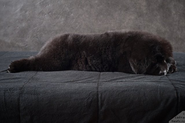 Фото: Щенок питомника Санни Роад