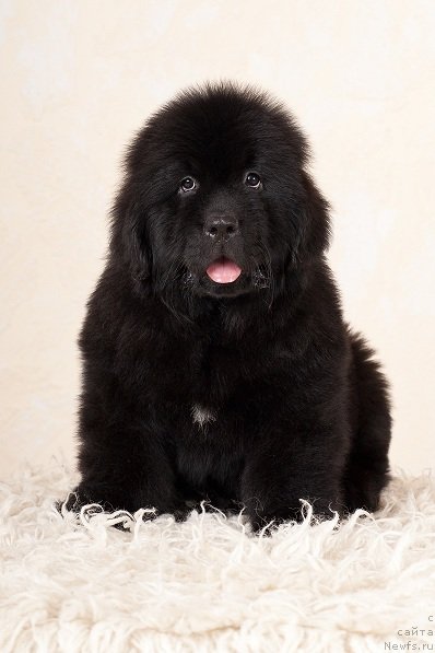 Фотография № 49358