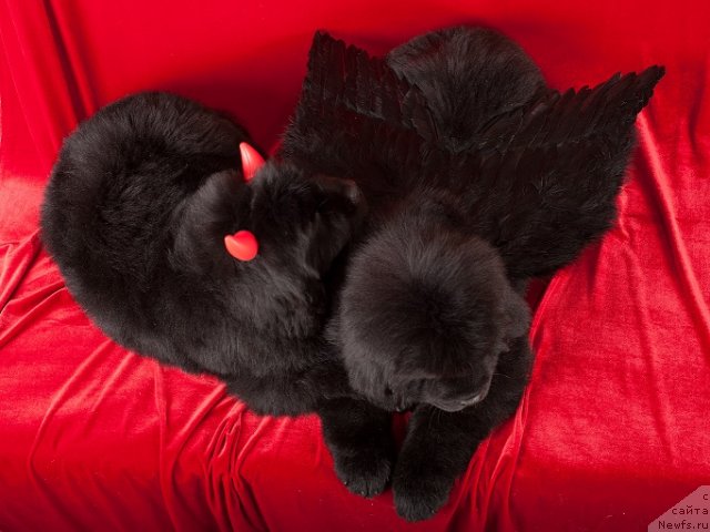 Фотография № 49359