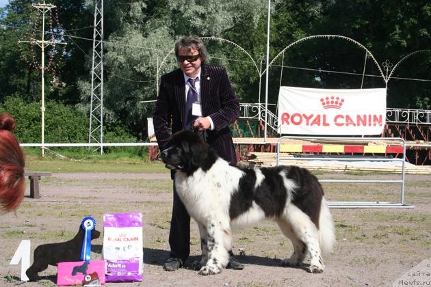 Фото: ньюфаундленд Daanich Shahmatny Oskar (Даанич Шахматный Оскар)