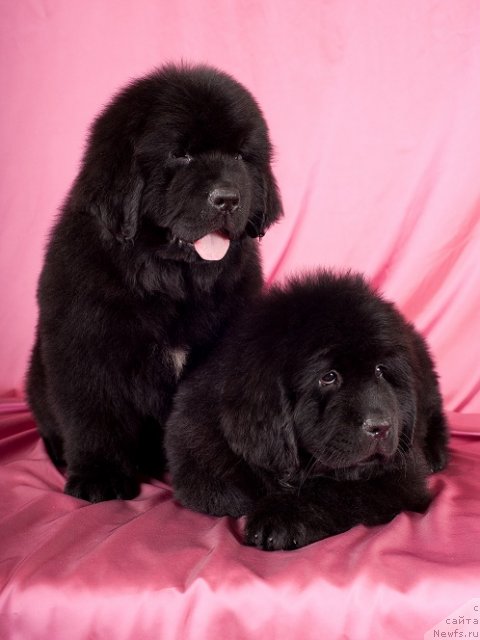 Фото: Щенки питомника Санни Роад