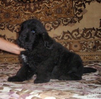 Фото: ньюфаундленд Amulet Grand Prayz (Амулет Гранд Прайз)