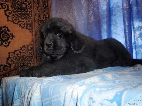 Фото: ньюфаундленд Amulet Grand Prayz (Амулет Гранд Прайз)