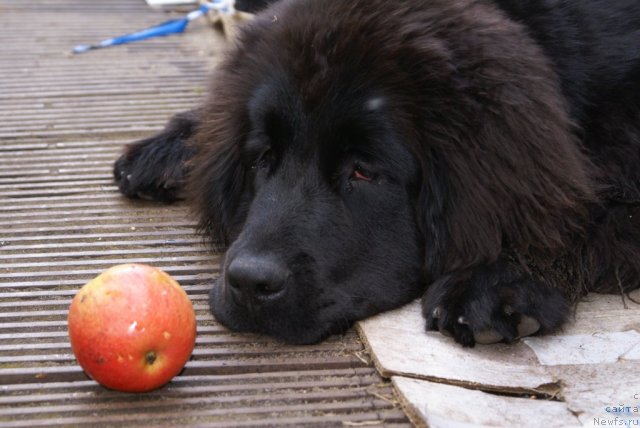 Фото: ньюфаундленд Potap YAroslavna (Потап Ярославна)