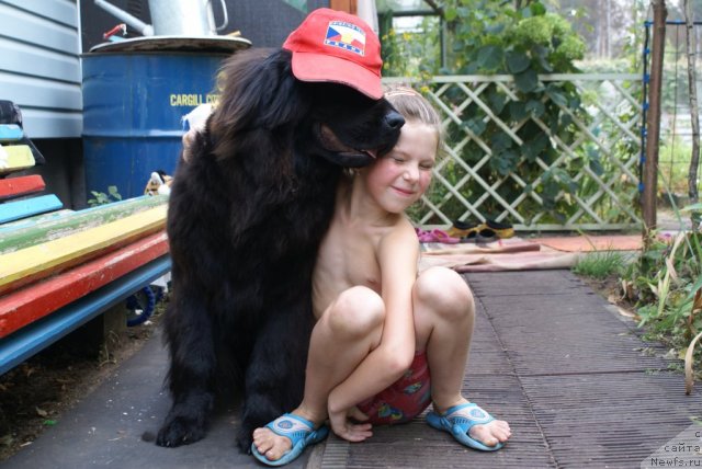 Фото: ньюфаундленд Potap YAroslavna (Потап Ярославна)