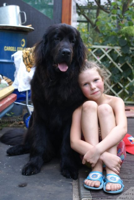 Фото: ньюфаундленд Potap YAroslavna (Потап Ярославна)
