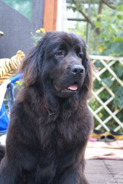 Фото: ньюфаундленд Potap YAroslavna (Потап Ярославна)