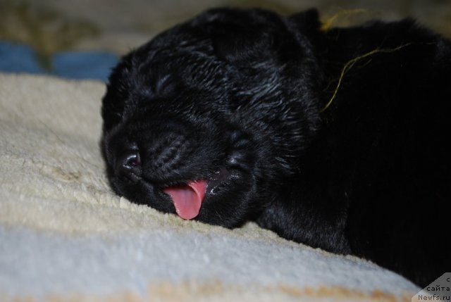 Фото: Ребенок, ньюфаундленд Smigar Imperiya Strasti (Смигар Империя Страсти)