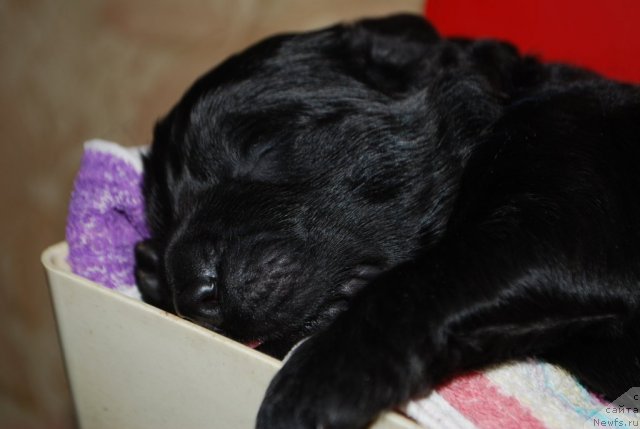 Фото: ньюфаундленд Smigar Imperiya Strasti (Смигар Империя Страсти), и ее первинец