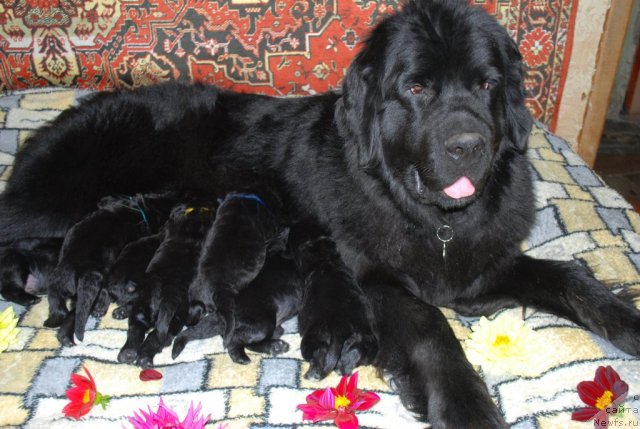 Фотография № 49383