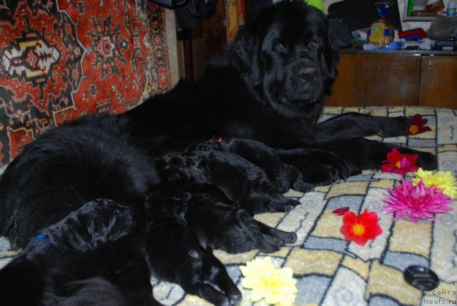 Фото: ньюфаундленд Smigar Imperiya Strasti (Смигар Империя Страсти), и дети