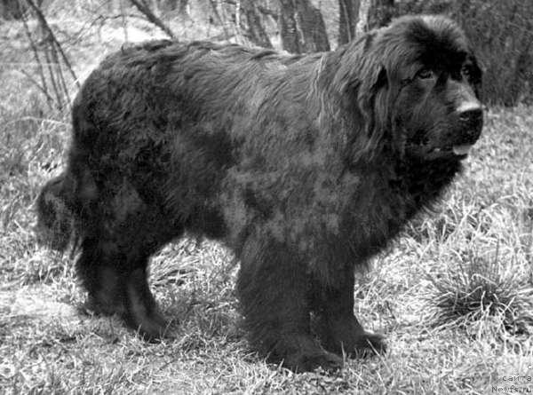 Фото: ньюфаундленд N'yu Hyeppi Djey (Нью Хэппи Джей)