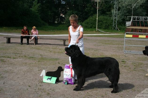 Фото: ньюфаундленд Kukla Barbi iz Antagrada (Кукла Барби из Антаграда)