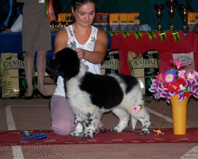 Фото: ньюфаундленд Akvian Song Zes Trib'yut tu Feshen (Аквиан Сонг Зес Трибьют ту Фешен)