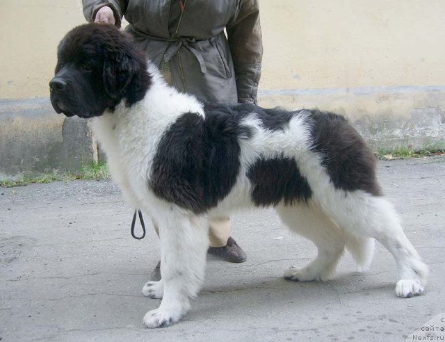 Фото: ньюфаундленд Super Premium Zhodo Ferolli (Супер Премиум Жодо Феролли)