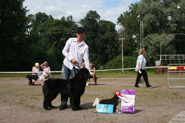 Фото: ньюфаундленд Smigar Ochey Ocharovanie (Смигар Очей Очарованье)
