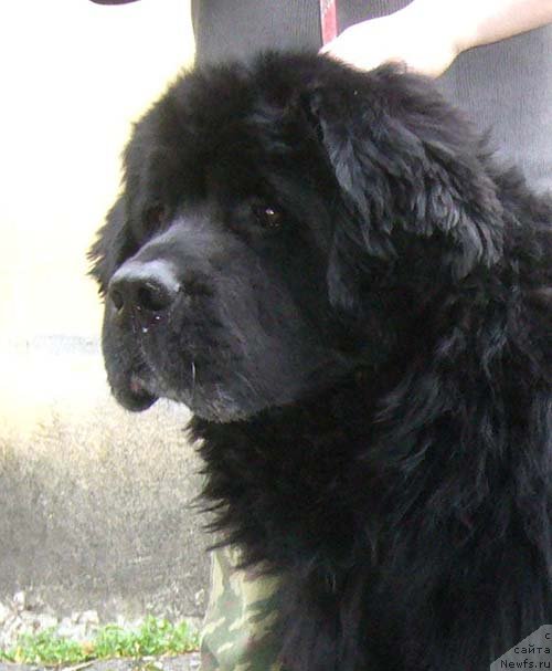 Фото: ньюфаундленд Fiamettahauz Behemoth at Ovatsia (Фиаметтахауз Бегемот эт Овация)