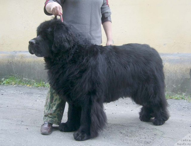 Фотография № 49432