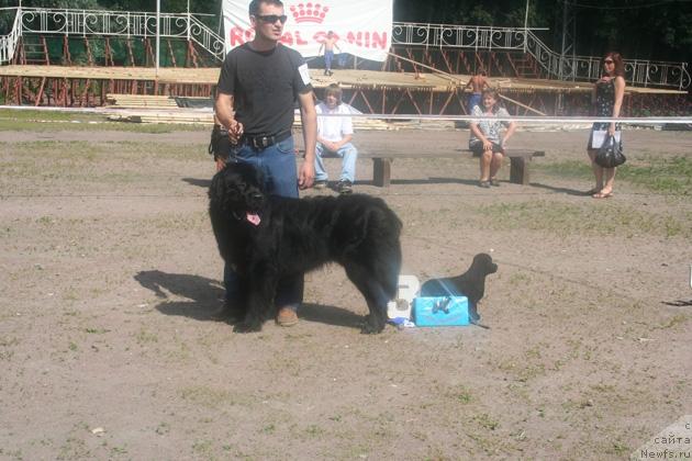 Фото: ньюфаундленд Lovi Moment Udachi (Лови Момент Удачи)