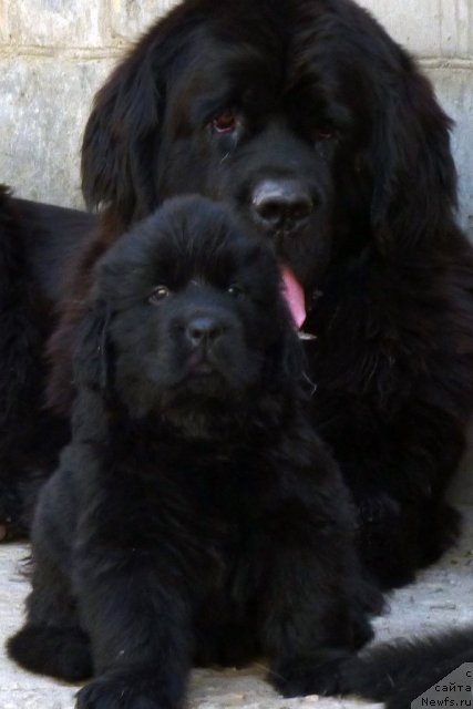 Фото: ньюфаундленд Bekhem Big Boy (Бекхем Биг Бой), ньюфаундленд Arh Beauty Ot Chary Pervaya (Арх Бьюти От Чары Первая)