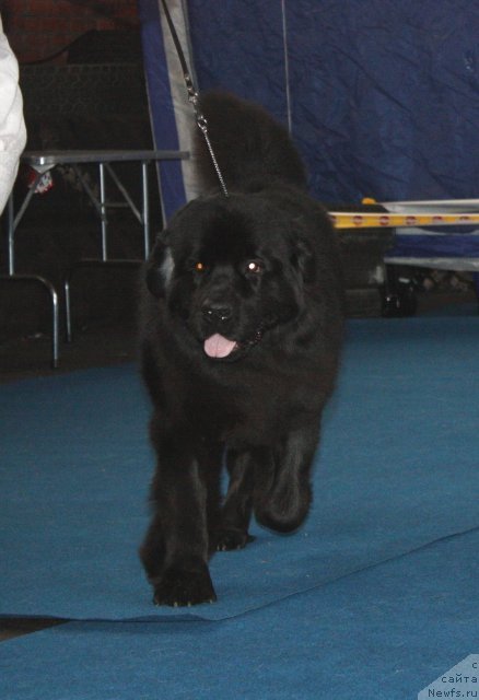 Фото: ньюфаундленд Sent Djons Tender Kiss of Elly (Сент Джонс Тендер Кисс оф Элли)