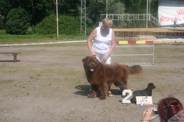 Фото: ньюфаундленд Peter-Bear Osborn Ays YEdams (Петер-Беар Осборн Айс Эдамс)