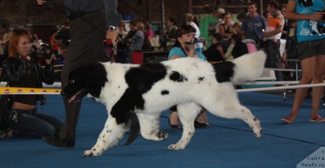 Фото: ньюфаундленд Plyushevaya Panda Sit-Belyiy Lotos (Плюшевая Панда Сит-Белый Лотос)